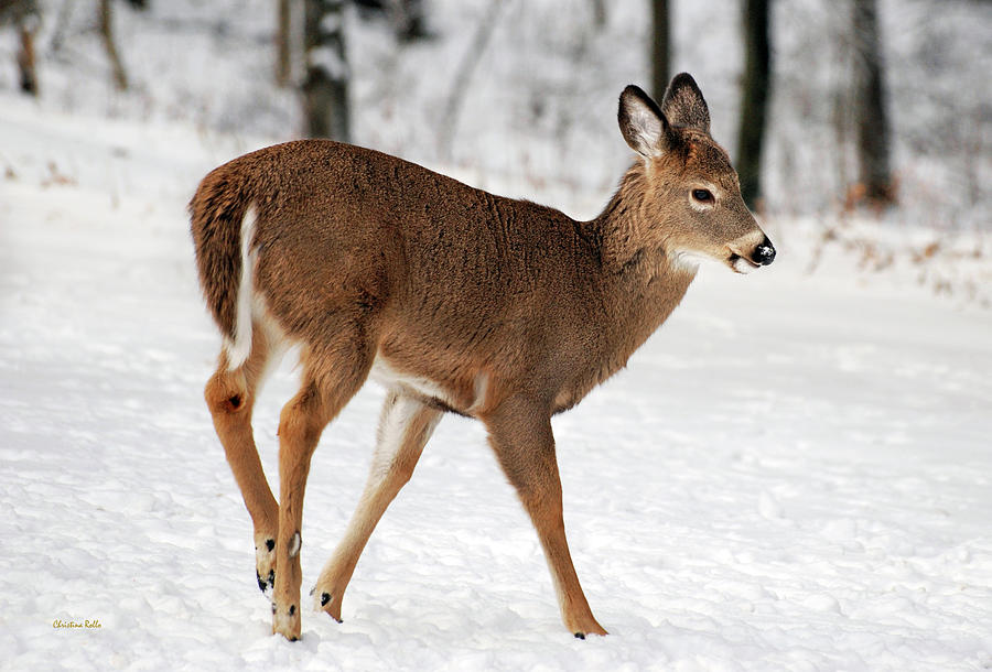 Deer on Snowy Landscape Photograph by Christina Rollo