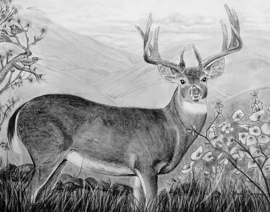 Deer on the Moutains Drawing by Cheryl Shibley - Fine Art America