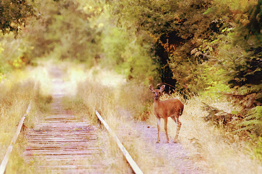 Deer on the Railroad Tracks Photograph by Peggy Collins