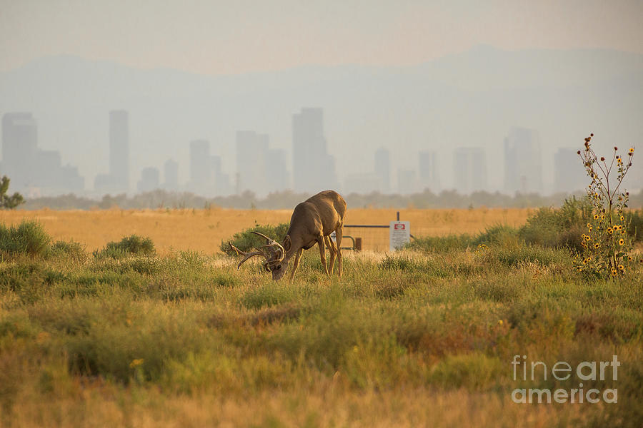 Deer Outside The City of Denver Photograph by Billy Bateman