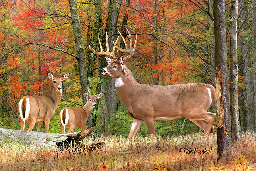 Whitetail Deer Art Print Featuring the Whitetail top Deer Painting 