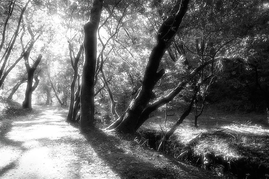 Country Road Photograph - Deer Park Fire Road, Fairfax CA by John Parulis