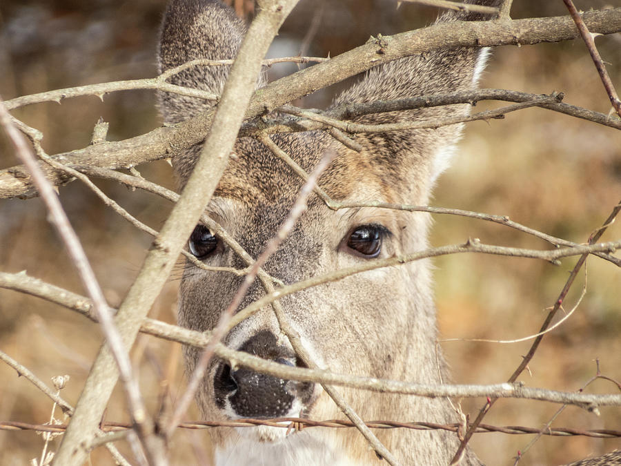 Deer Peering Through Brush and Barbed Wire Fence Photograph by Deb Fedeler