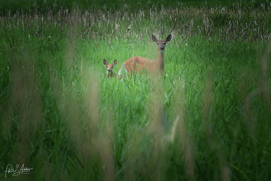 Deer Photograph by Phil S Addis