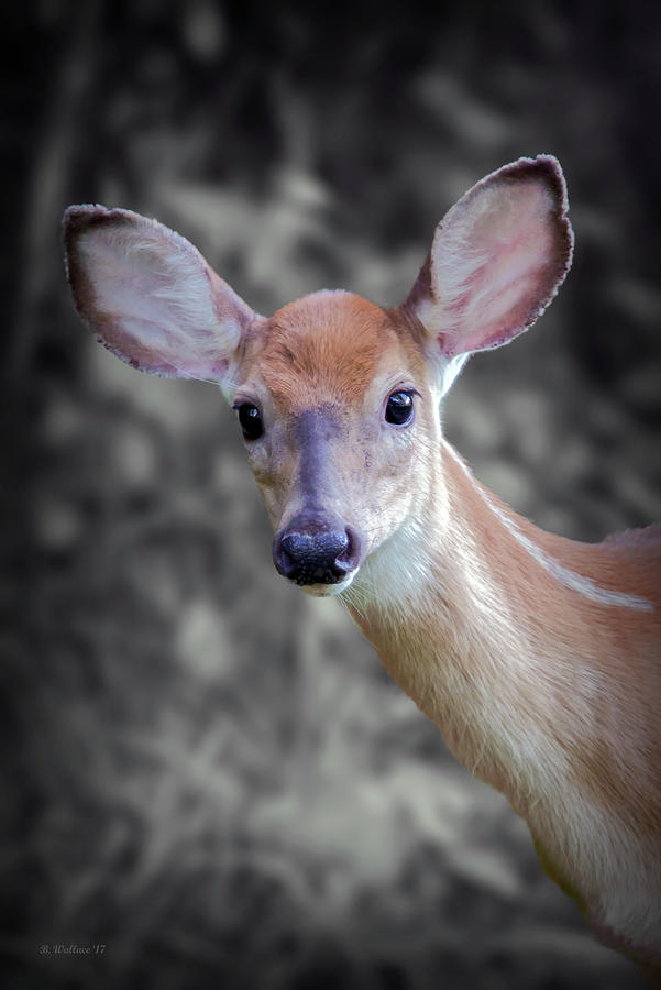 Deer Portrait Color Select Photograph by Brian Wallace