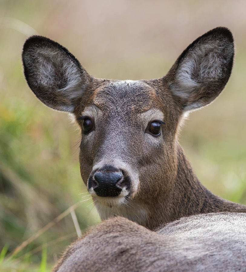 Deer Portrait Photograph by Mircea Costina Photography