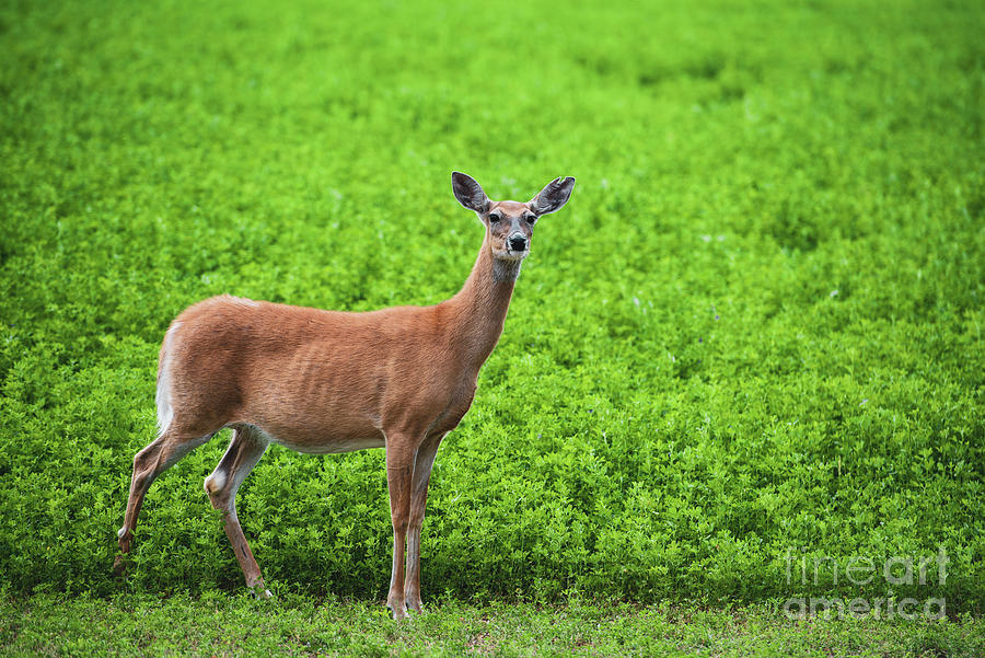 Deer Pose Photograph by Shawn Dechant - Fine Art America