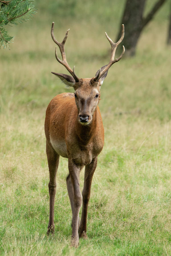 Deer, Red Deer Buck Photograph by Gert Hilbink - Fine Art America