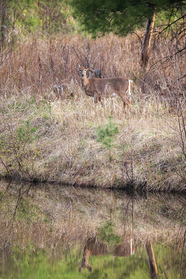 Deer Reflection Photograph by Brook Burling