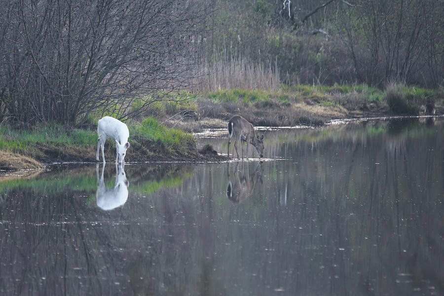 Deer Reflections Photograph by Brook Burling