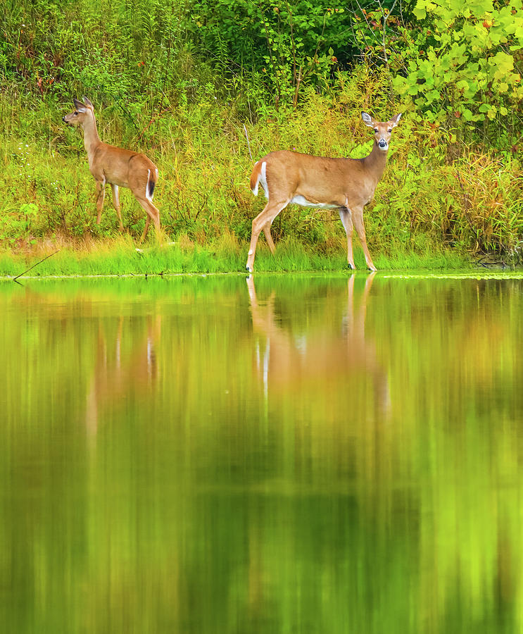 Deer Reflections On Green Photograph by Dan Sproul