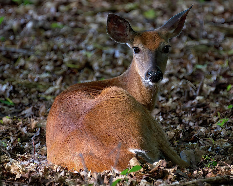 Deer Resting Ears Up Photograph by Flinn Hackett