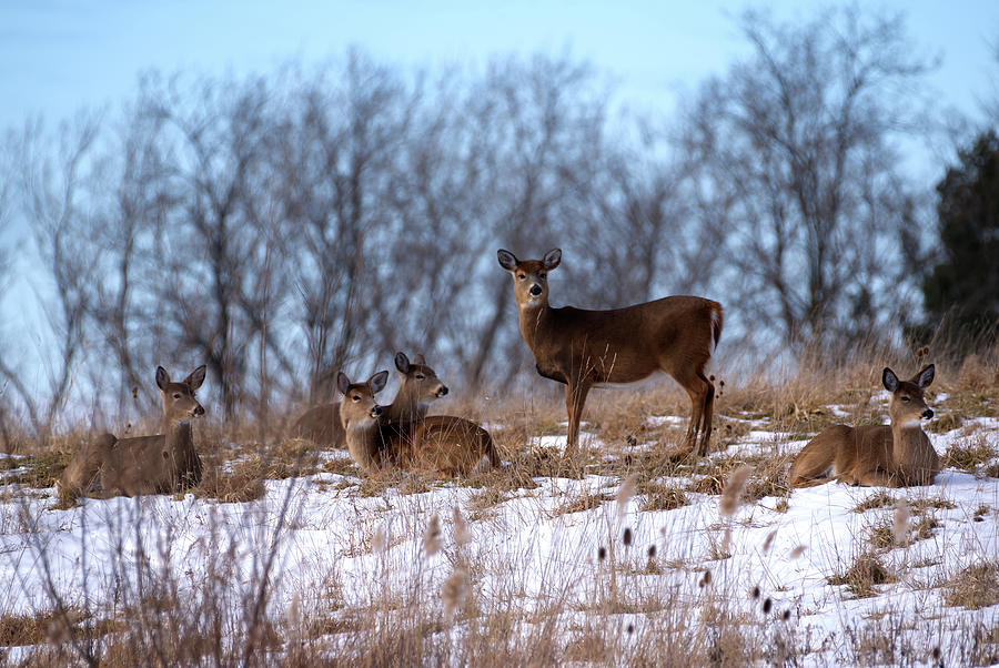 Deer Resting Photograph by Flinn Hackett