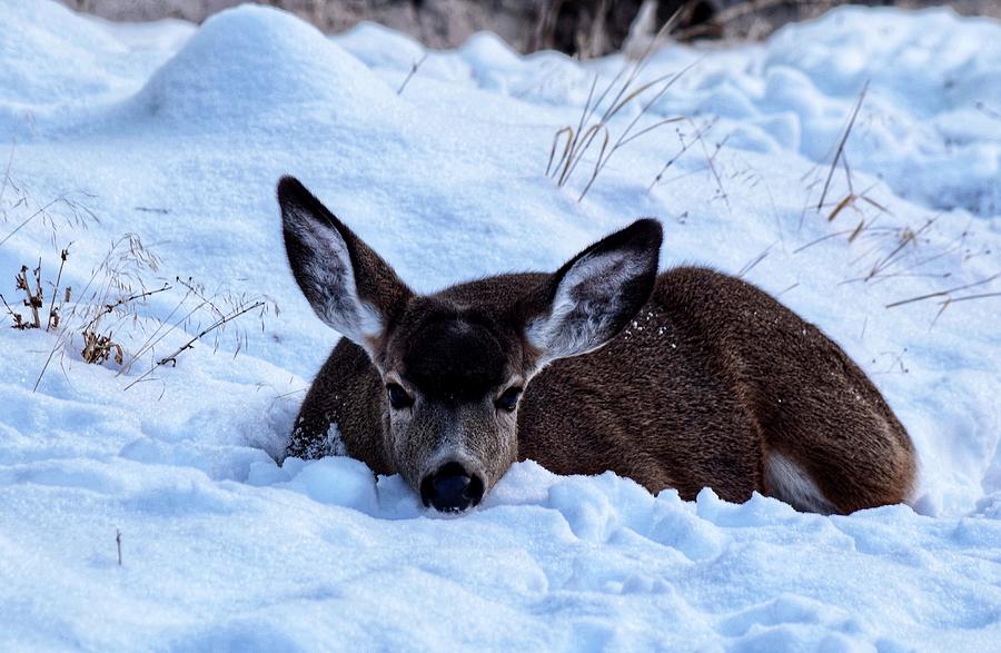 Deer Resting in Snow Photograph by Dana Hardy Pixels