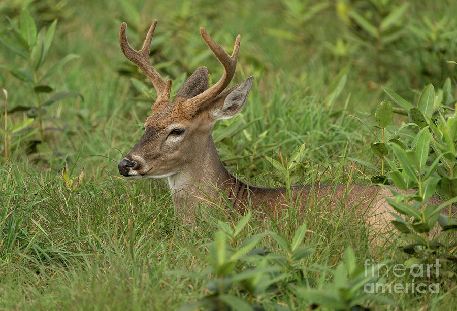 Deer resting in the tall grass  Photograph by Sam Rino