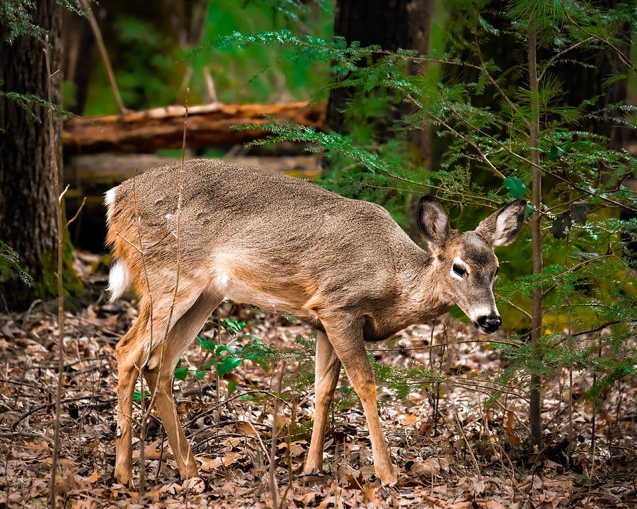Deer Photograph by Rick Nelson