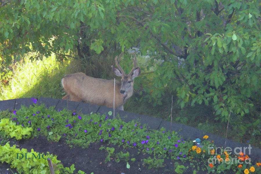 Deer Right Here Photograph by Donna L Munro