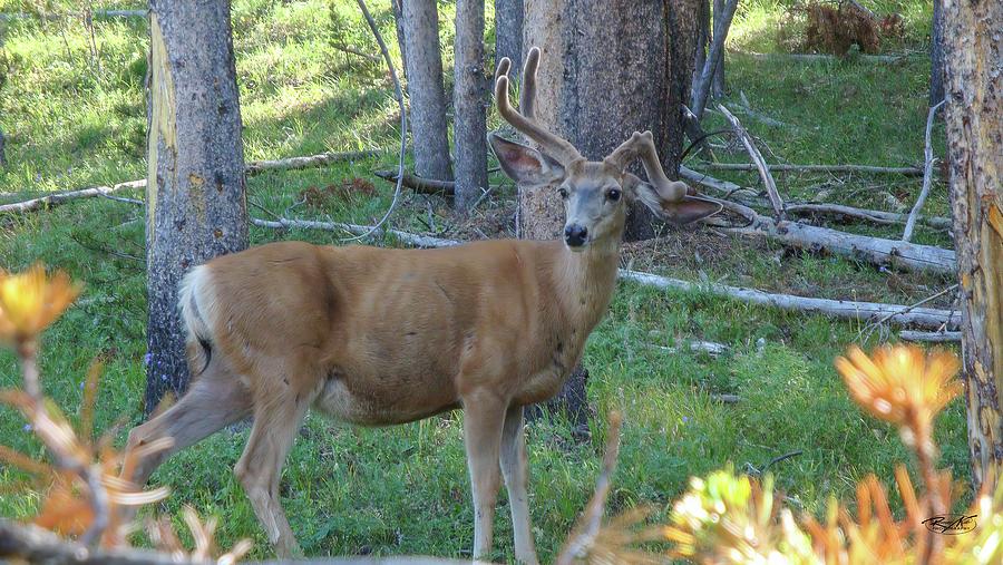 Deer Photograph by Romeo Kilo - Fine Art America