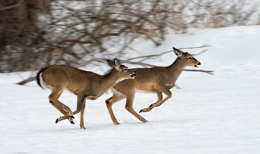 Deer Running in the Snow - Eaton Rapids, Michigan USA Photograph by Edward Shotwell