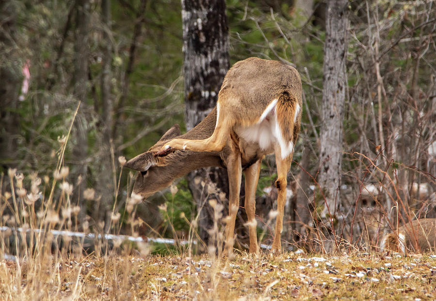Deer Scratching Her Ear Photograph by Sandra Js