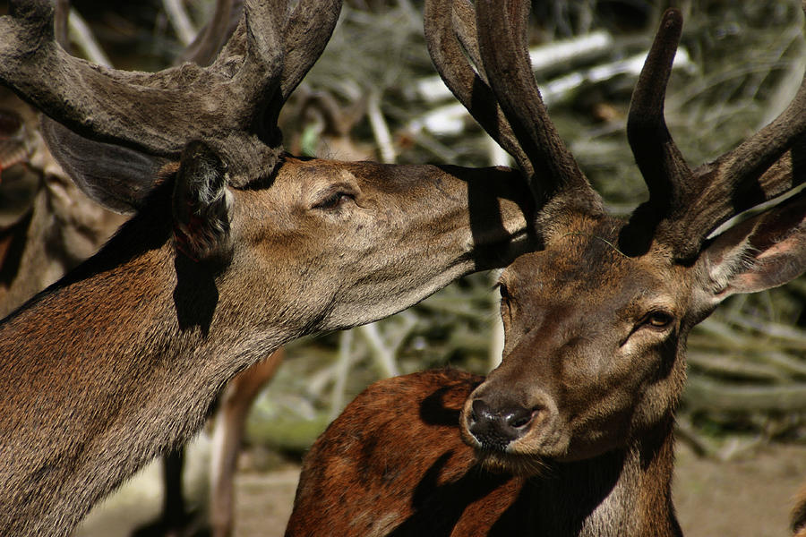 Deer Secrets Photograph by Wayne King