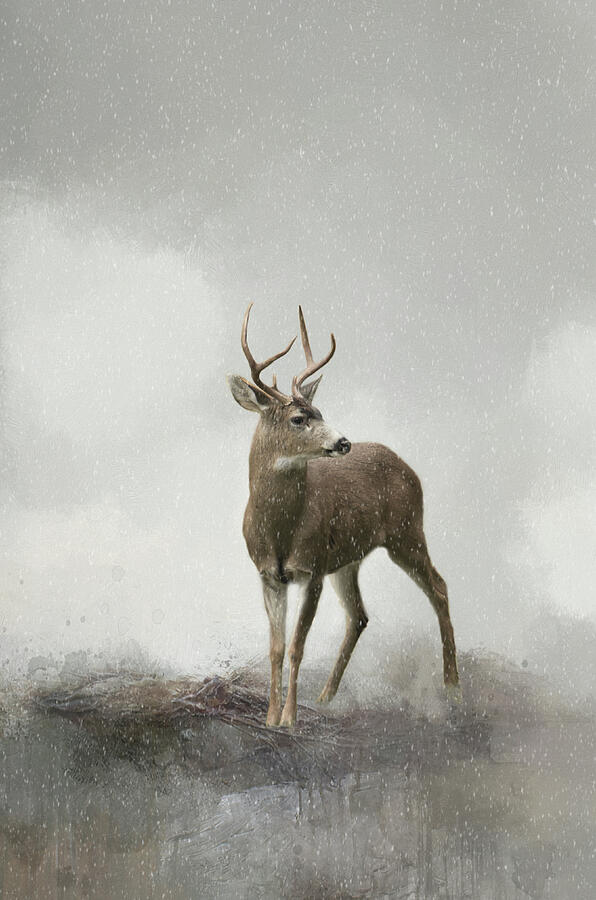 Deer, Series A, no. 1 Photograph by Marilyn Wilson
