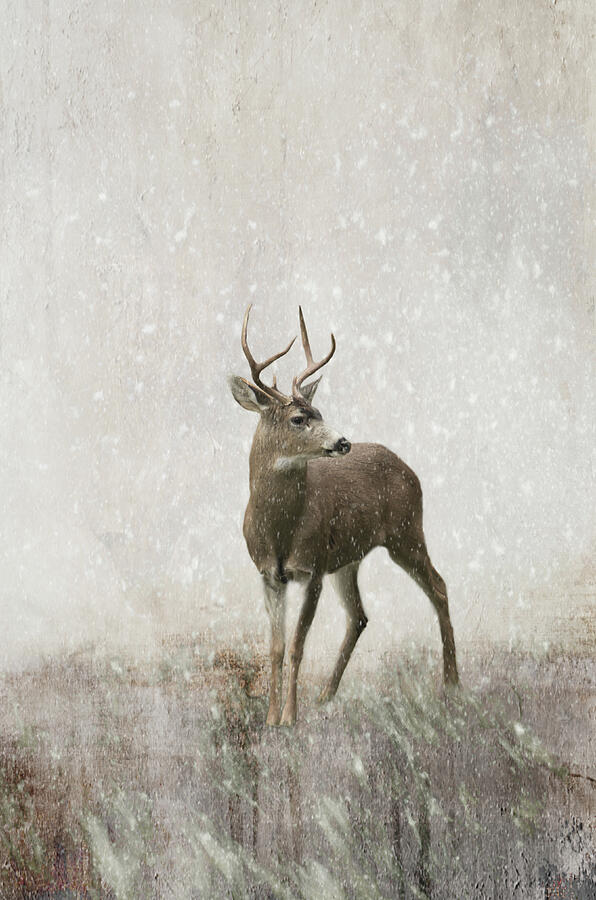 Deer, Series A, no. 2 Photograph by Marilyn Wilson