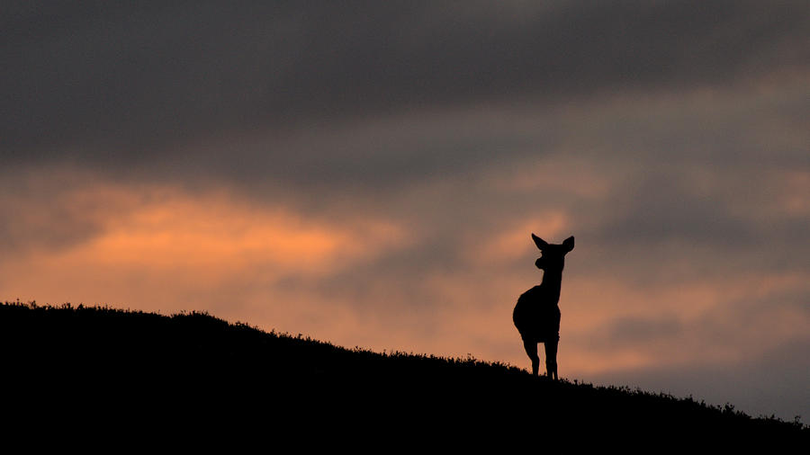 Deer Silhouette Photograph by Gavin MacRae