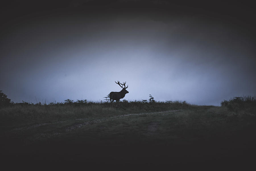 Deer Silhouette on Hillside Photograph by Benkadams.com