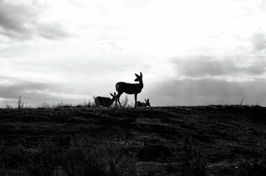Deer Silhouettes Photograph by Dan Sproul