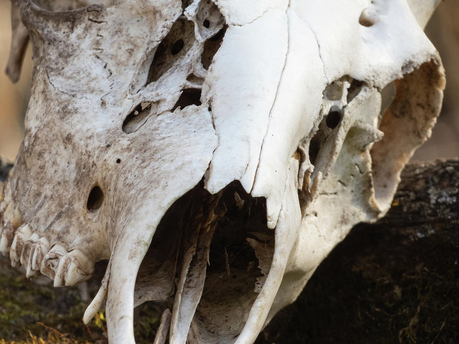 Deer Skull Close Photograph by Deb Fedeler - Pixels