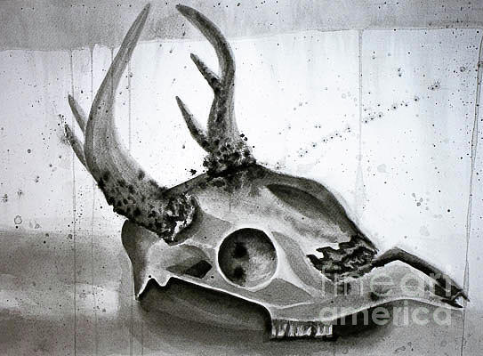 Deer Skull Drawing by Nicole Robles