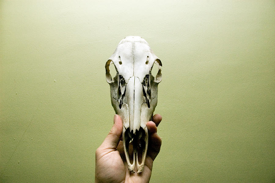 Deer skull Photograph by Photo By Tedfoo