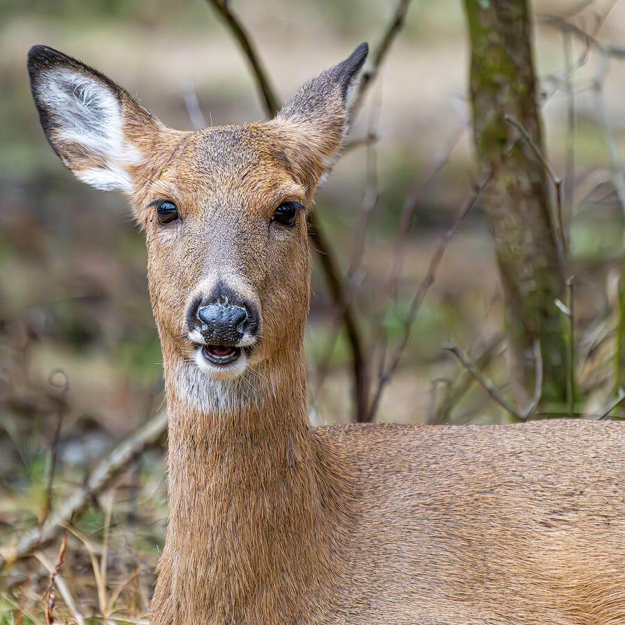Deer smiling back Photograph by Alan Moore Deer smiling back Photograph by Alan Moore