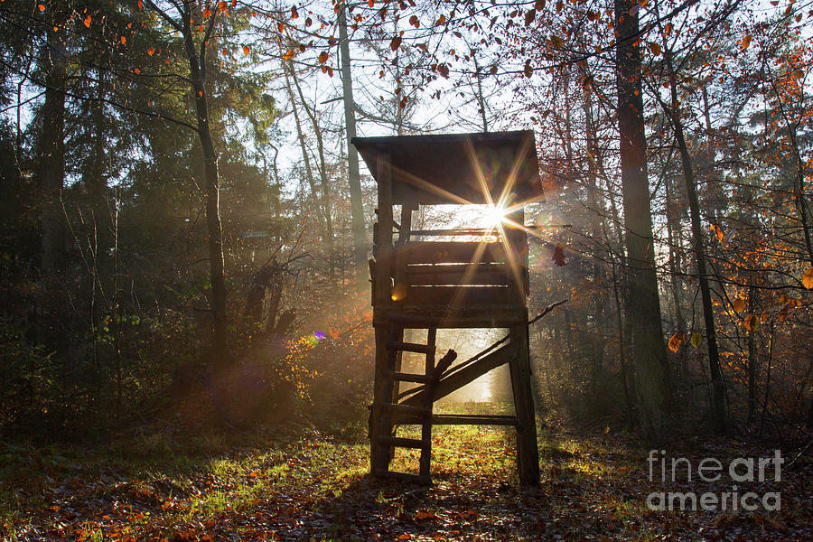 Deer Stand at Sunrise Photograph by Arterra Picture Library