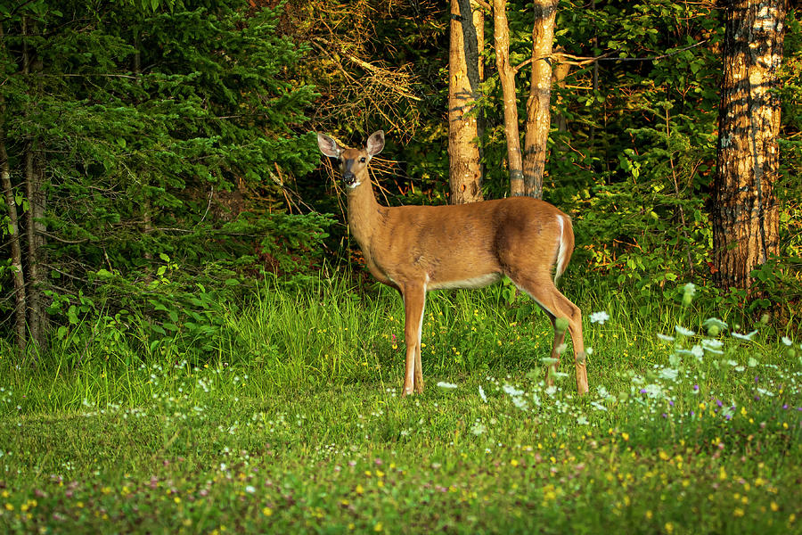 Deer Standing in a Bed of Flowers Photograph by Sandra Js