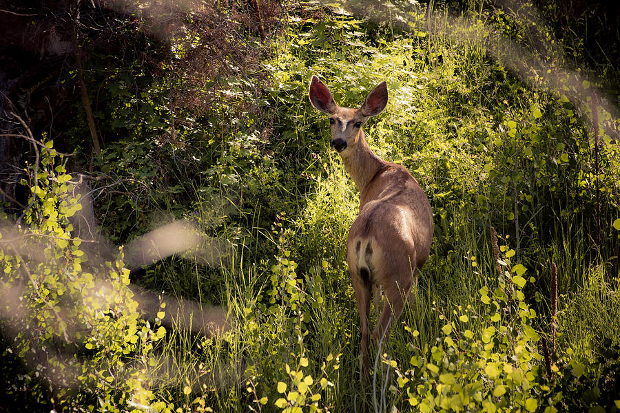 Deer standing in the bushes. Photograph by Harpazo_hope