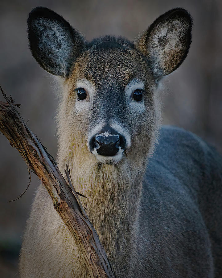 Deer Staredown Photograph by Flinn Hackett