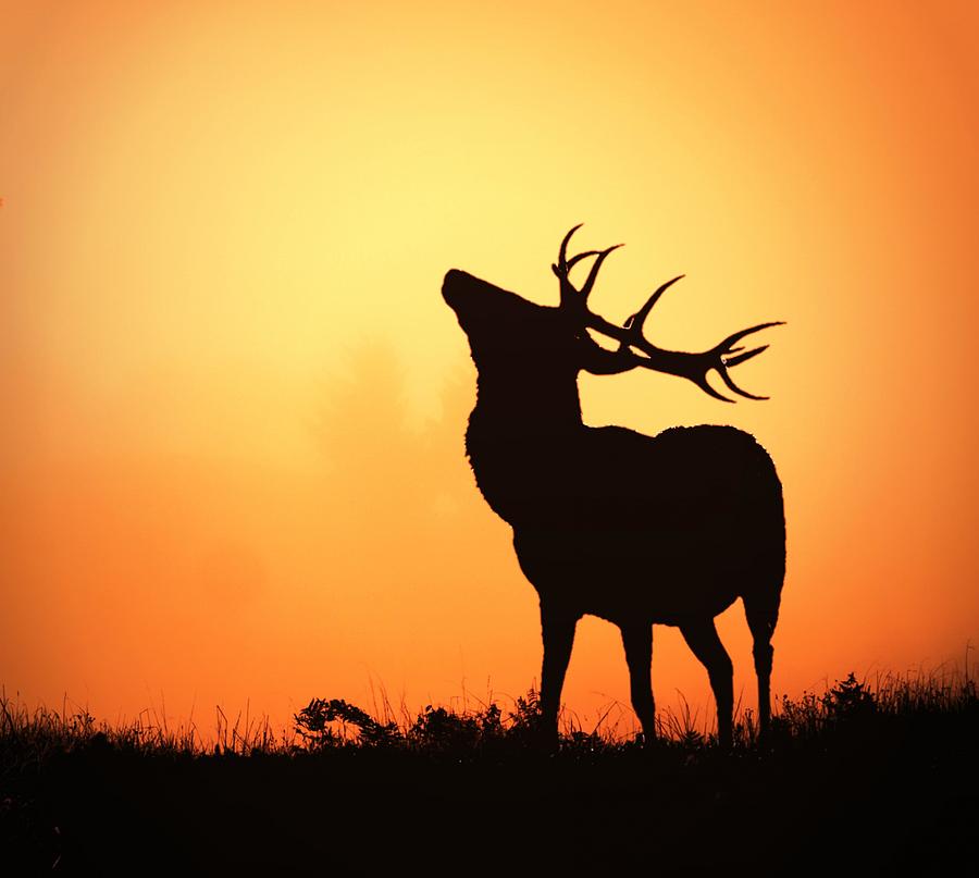 Deer Sunset Background Painting by Les Classics - Pixels
