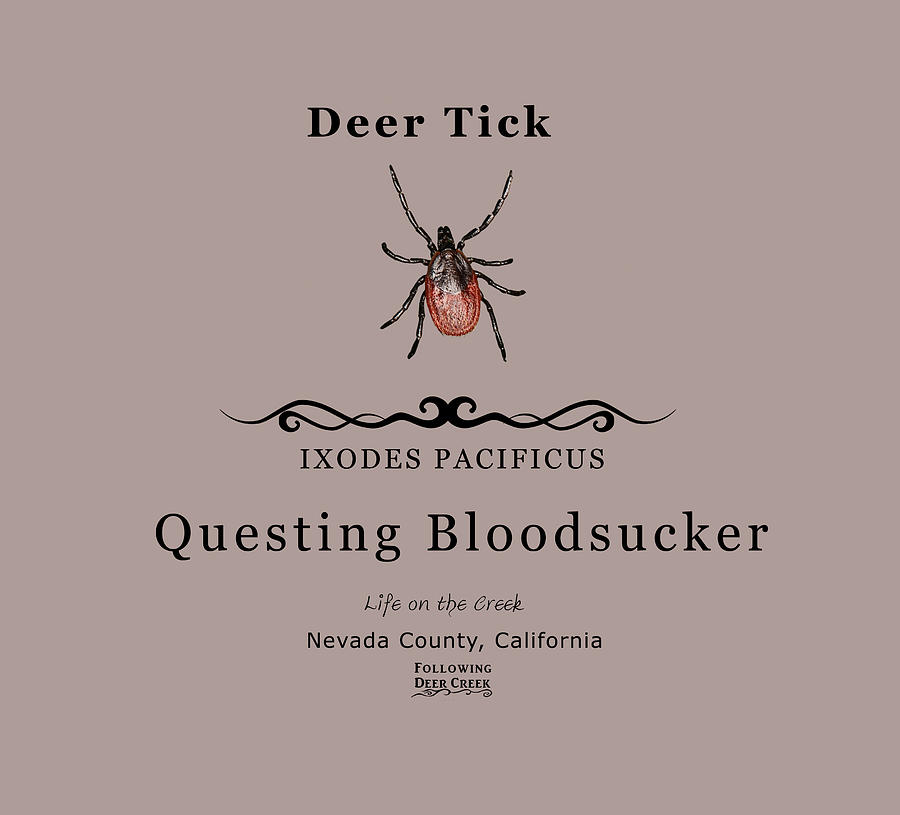 Deer Tick Digital Art by Lisa Redfern