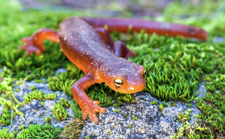 Salamander  Photograph by Scott Warner