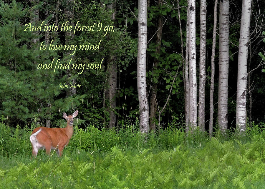 Deer to the Forest Photograph by Nancy Griswold