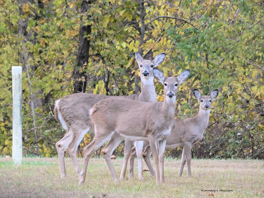 Deer Trio Photograph by Kimmary I MacLean