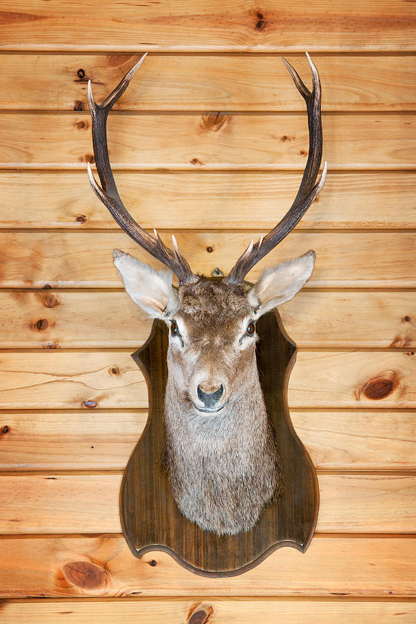 Deer Trophy (XXXL) Photograph by 4fr