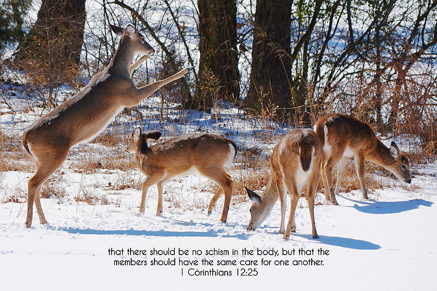 Deer Unity Broken and Scripture Photograph by Gaby Ethington