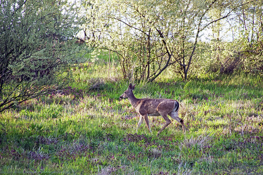 Deer Walking Through Spring Field Photograph by Mike Murdock