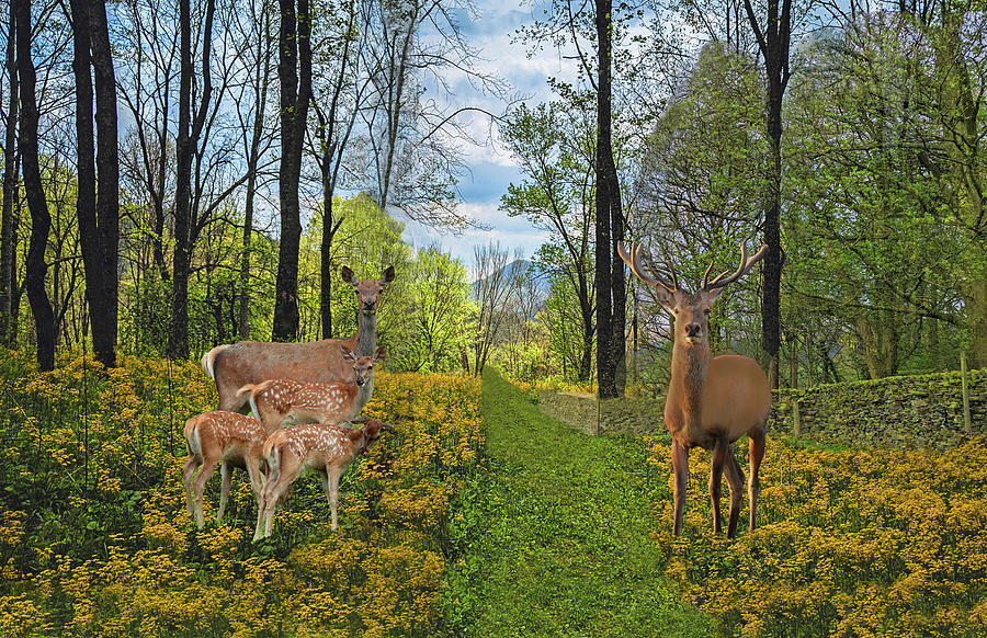 Wildflowers Deer Path In The Forest Mixed Media by Sandi OReilly
