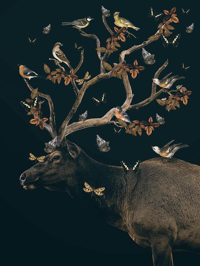 Deer With Birds And Butterflies Digital Art By Mihaela Pater - Fine Art ...