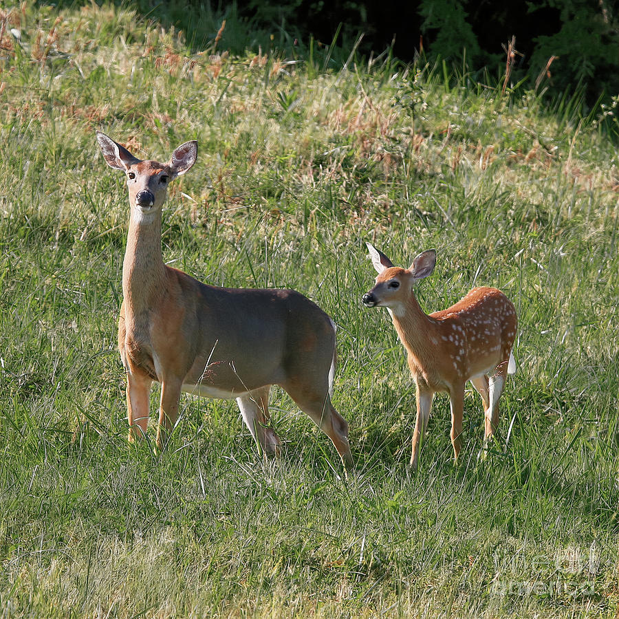 Deer With Fawn - Late Afternoon Photograph by Daniel Beard - Fine Art ...