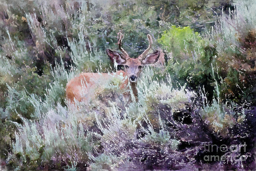 Deer1 Digital Art by Mark Jackson